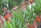 Karabarplant-nursery-10.jpg; ?>