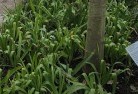 Karabarplant-nursery-23.jpg; ?>