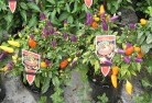 Karabarplant-nursery-27.jpg; ?>